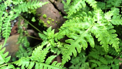 Closeup of Wild Sensitive Fern Leaves (Onoclea sensibilis) in Woodland Forest, Green Nature...