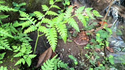Wild Sensitive Fern (Onoclea sensibilis) Foliage Growing in Forest, Summer Fern Leaves Wallpaper Background