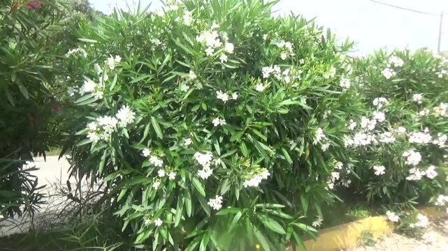 Live fence of beautiful lush Nerium oleander bushes on a sunny windy day. A row of ornamental bushes with pink flowers. Green natural road divider on the highway