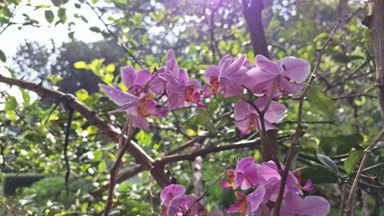 Stunning White and Purple Doritaenopsis Orchid Flower, Graceful Phalaenopsis Hybrid Symbolizing Beauty and Luxury in a Natural Setting