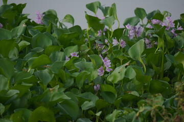 Water hyacinth is a floating aquatic plant with vibrant purple flowers and broad green leaves, known for rapid growth and water purification