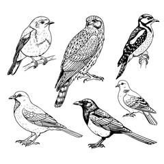 Types of Birds Hand Drawn Sketch in one Picture, on a Transparent Isolated PNG Background