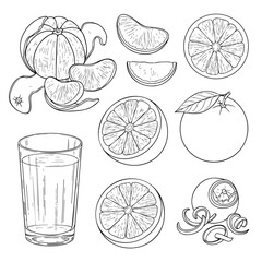 Orange and its Elements Hand Drawn Sketch in one Picture, on a Transparent Isolated PNG Background