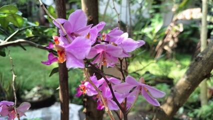 Graceful Phalaenopsis Orchid Hybrid with White and Purple Blooms  Symbol of Beauty, Purity, and...