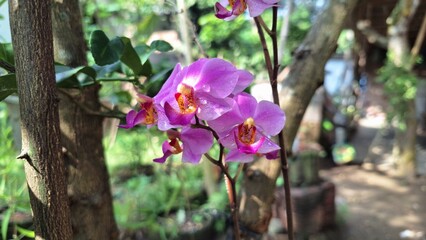 Stunning Doritaenopsis Orchid Blossom, Exotic Flower in Full Bloom, Ideal for Nature and Garden...