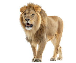 Majestic lion, embodying strength and pride, stands regally in the savanna, his gaze direct and powerful