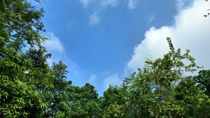 Wide angle shot of sky with fluffy clouds and tree silhouettes, tranquil summer scene ideal for background, nature-based concepts, sustainability, wellness, and inspiration