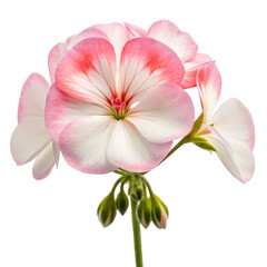 Geranium flower png pink red garden bloom png popular potted plant png aromatic summer flower png vibrant petals png transparent background image