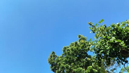 Beautiful blue sky with soft white clouds and green tree canopy framing the top view, perfect nature background for relaxation, serenity, and peaceful outdoor atmosphere