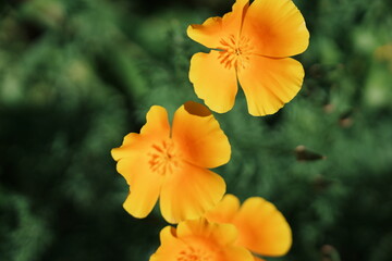 Obraz premium flower in garden