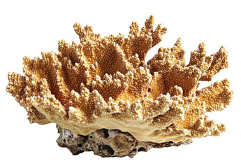 Obraz premium Golden Coral Reef Texture