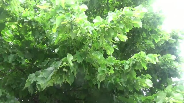 Linden blossoms in the initial stage of development. Lush linden. Beautiful moving background of green leaves swaying in the wind. Linden tree getting ready to bloom
