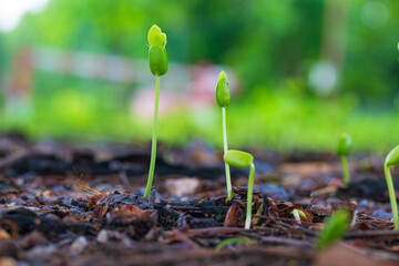Close-up of green seedlings in the rainy season,Group of green sprouts in the rain.