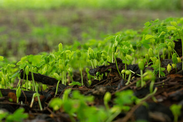 Close-up of green seedlings in the rainy season,Group of green sprouts in the rain.