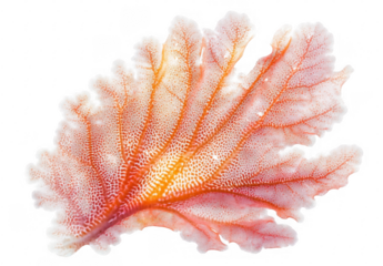 Pink Sea Fan Coral Close up