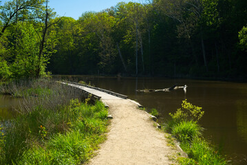 A trail and section of boardwalk curves between a stream and lagoon in Rocky River Reservation near Cleveland, Ohio, amid spring foliage
