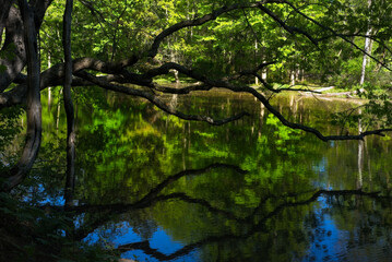 Gnarled branches of a large tree are reflected in calm waters in the Rocky River Reservation near Cleveland, Ohio, in early evening sunlight.