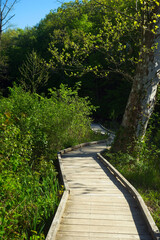 A boardwalk section of the Lagoon Trail in Rocky River Reservation near Cleveland, Ohio, traverses wetland areas in early spring.