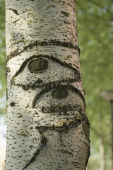 Aspen tree trunk and eyes on it