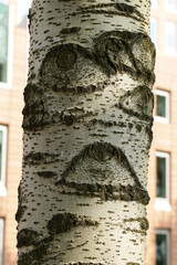 Aspen tree trunk and eyes on it