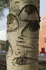 Aspen tree trunk and eyes on it
