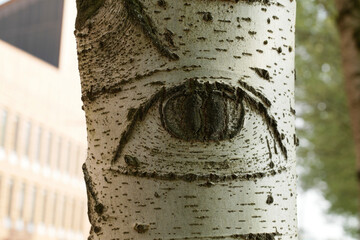 Aspen tree trunk and eye on it