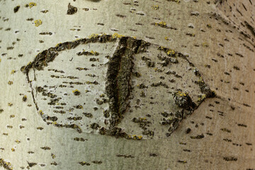 Aspen tree trunk and eye on it
