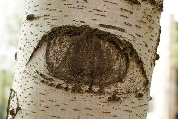 Aspen tree trunk and eye on it