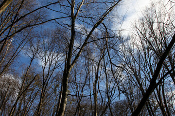 Tree branches against a blue sky with clouds