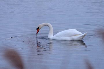 swan on the lake