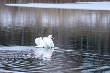swan on the lake
