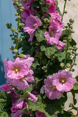 roses trémières sur un mur