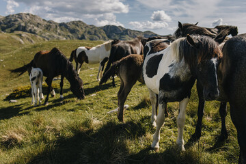 Adorable horses with a little foal in the mountains of Durmitor National Park, Montenegro.