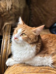 portrait of a orange fluffy tabby cat