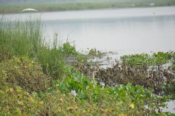 Water hyacinth is a floating aquatic plant with vibrant purple flowers and broad green leaves, known for rapid growth and water purification