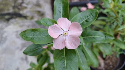 Pink Rose Periwinkle (Catharanthus roseus) with water pearls on petals, tropical flower known for...