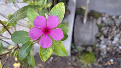 Pink Rose Periwinkle (Catharanthus roseus) with water pearls on petals, tropical flower known for...