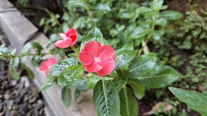 Pink Rose Periwinkle (Catharanthus roseus) with water pearls on petals, tropical flower known for...