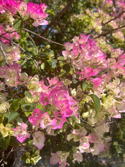 Sunlit Bougainvillea in Full Bloom, Botanical Print of pink, tropical flowers