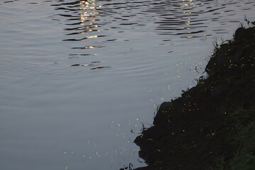 Firefly reflection on water at dusk