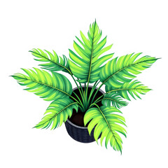 Green houseplant in a pot isolated on transparent background