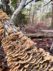 Clusters of beige shelf fungi grow along the bark of a fallen tree in a damp woodland setting, highlighting the natural process of decay and forest ecology