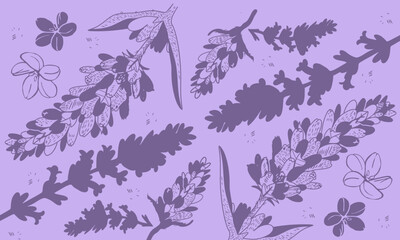 lavender lavanda flor purple flower background