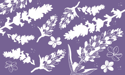 seamless floral pattern lavender, lavanda, flor,