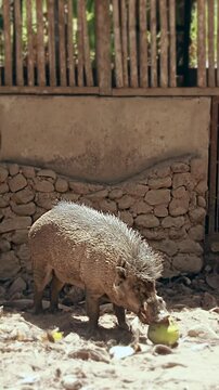 A Philippine warty pig or Sus philippensis known locally as baboy ramo trying to eat a young coconut before carrying it to a den in an enclosure
