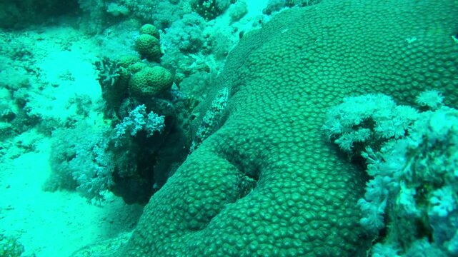 underwater scene of lizard fish and coral reef