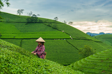 Asian woman harvesting tea leaves with traditional picking on Long Coc Tea Hill in farmland