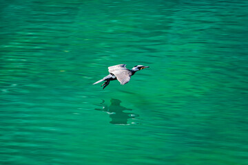 Cormorant or water bird flying over emerald water with reflection