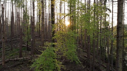 Sunset trough German dead forest - Mai 2024 - 4K - Cinematic - Drone -  slow left side movement movement 