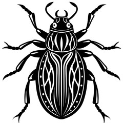 black beetle isolated on white background